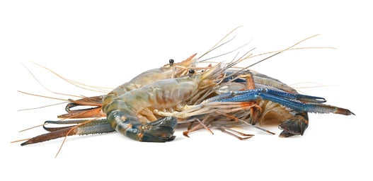 Scampi u5 whole 1kg